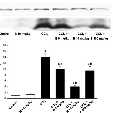 Western Blot Analysis Of Hepatic Tnf ␣ Expression A Western Blot