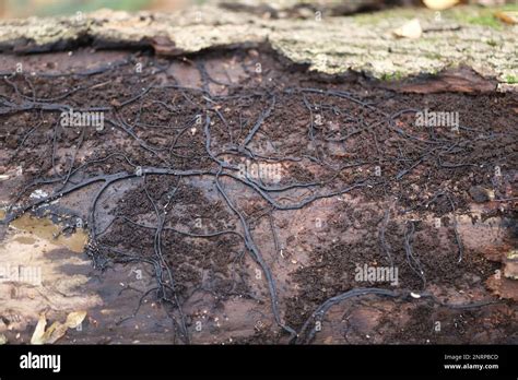 Una Red De Oscuros Filamentos De Hongos Llamados Rhizomorphs De Miel