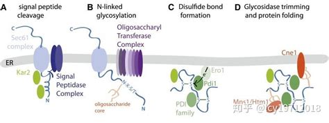 信号肽与新生肽链的运输和加工（三） 知乎