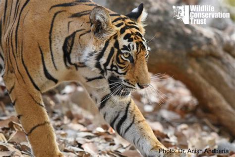 22 Amazing Tiger Facts Letstalktigers Wildlife Conservation Trust