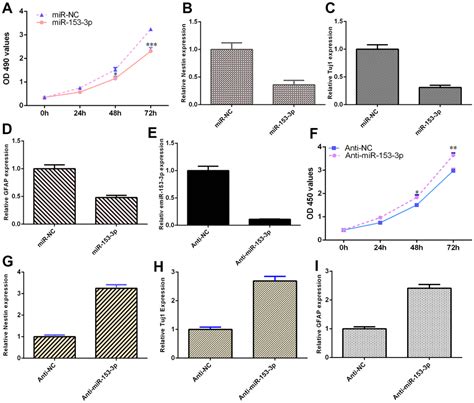 Mir 153 3p Suppresses The Differentiation And Proliferation Of Neural