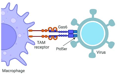 Upon The Binding Of Gas6 Both To Phosphatidylserines PtdSer Exposed