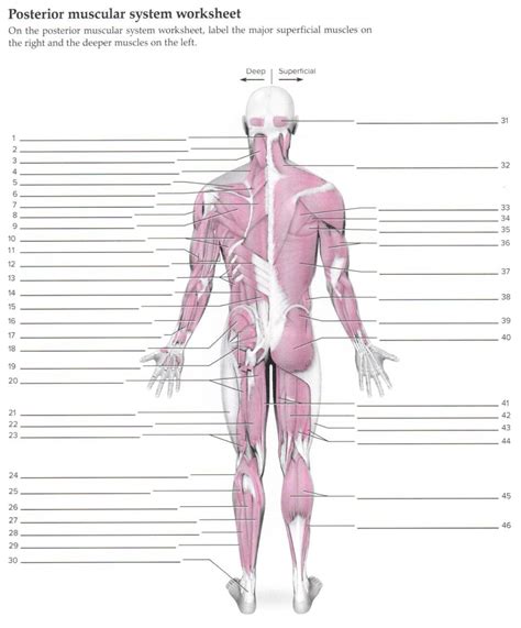 Solved Posterior Muscular System Worksheet On The Posterior Chegg