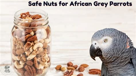 Best Food For African Greys African Greys Diet Food