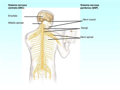 Il Sistema Nervoso Ppt Scaricare