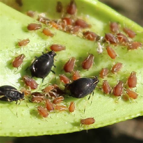 Pulgón negro de los cítricos BioBee Chile