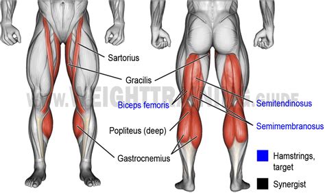 Exercises that activate knee-flexion exercises | Muscle Activation Guide