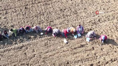 Beyaz altın Taşköprü sarımsağı toprakla buluşuyor Son Dakika