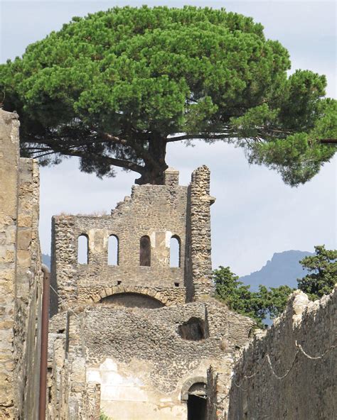 Pompeii Cypress Tree Photograph By Keith Naquin