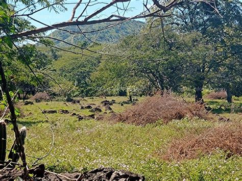 En Venta Fincas Ganaderas Con Palma Africana Y Ca Eras Y Una