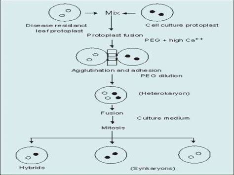 Protoplast culture