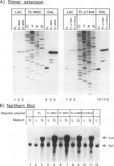 Control And Reporter Plasmids Used In Mammalian Cell Transfection