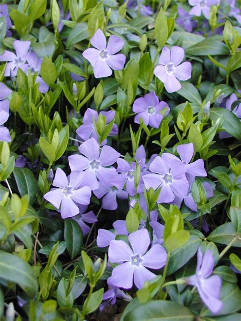 Vinca Minor Creeping Myrtle Periwinkle Groundcover