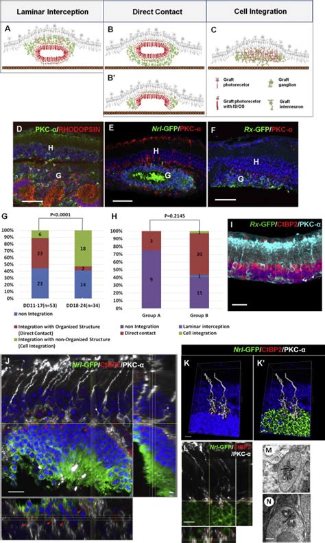 Transplanted Retina Like Sheets Show Integration And Synaptic