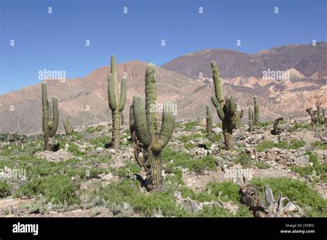 Cacti in El Pucará ruins in Tilcara Quebrada de Humahuaca Argentina