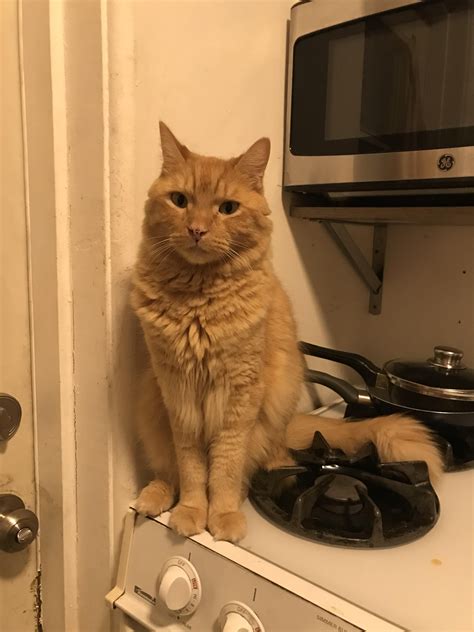 The secret meaning behind the famous logo cat has been found 2