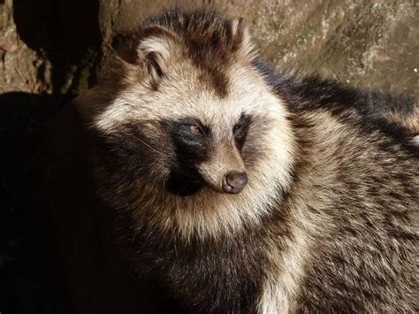 Japanese Raccoon Dog Tanuki Japan Wildlife Kyuhoshi