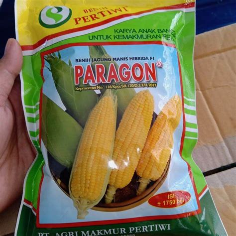 Benih Jagung Manis Hibrida Paragon Biji Lazada Indonesia