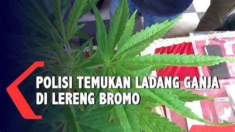 Polisi Temukan Ladang Ganja Di Lereng Gunung Bromo Youtube