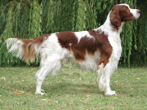 Irish Red and White Setter Dog Reviews - real reviews from real people