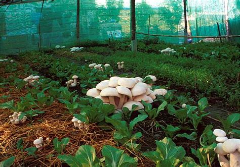 MykoWeb: Mushrooms in the Garden