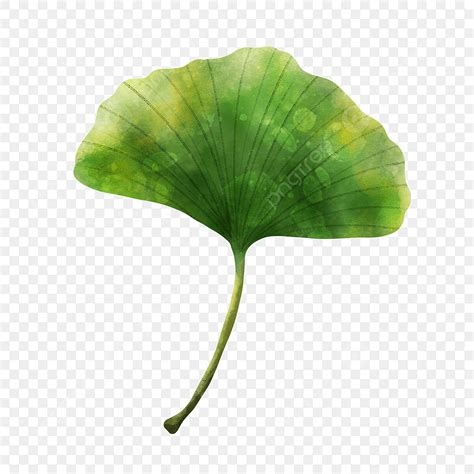 Ginkgo Biloba PNG Picture Watercolor Ginkgo Biloba Single Green Leaf