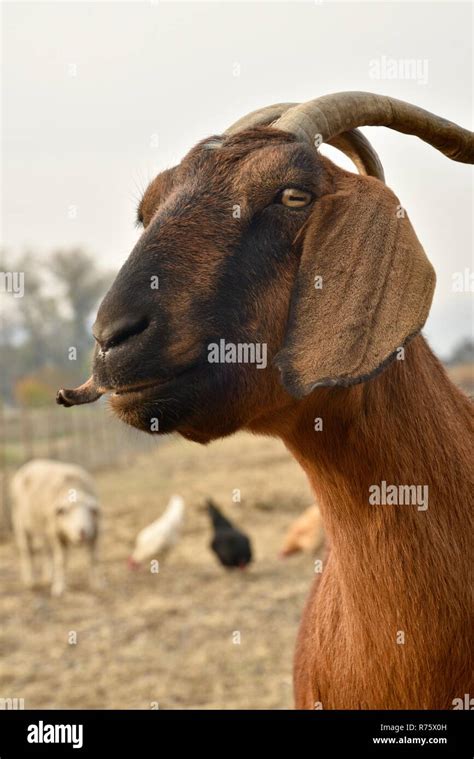 Nubian Goat Stock Photos And Nubian Goat Stock Images Alamy