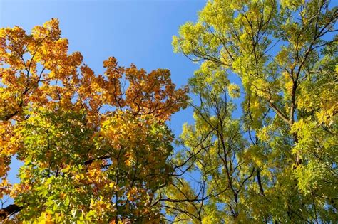 Premium Photo Oak Foliage Turning Yellow In Autumn During Leaf Fall