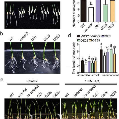 Characteristic Of Root Phenotypes In Wild Type Wt Osrbohb Mutant And