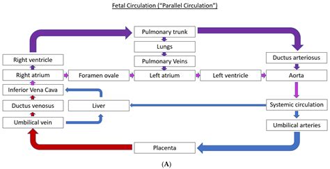 Clinical Maternal Hyperoxygenation Protocol Encyclopedia Mdpi