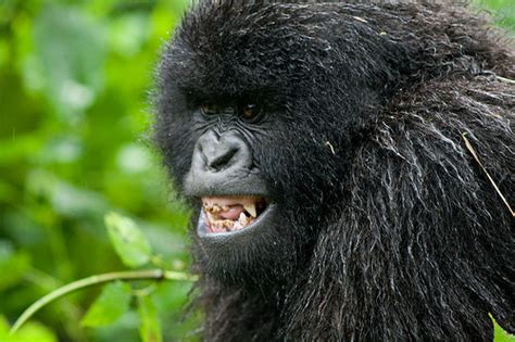 The Gallery For Angry Silverback Gorilla Teeth