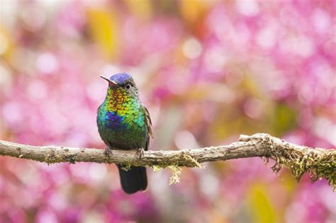 Fond D Cran Des Oiseaux La Nature Branche Faune Fleur Printemps