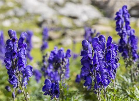 Common Monkshood | Flowers | Illinois Extension | UIUC