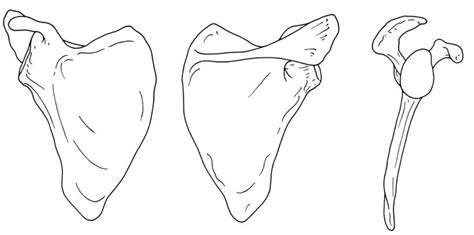 Name Parts Of Scapula Test Your Knowledge