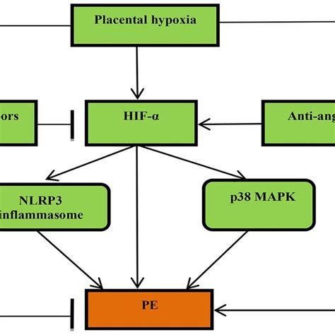 Hypoxia Inducible Factor 1 Hif 1 And Preeclampsia Pe Placental Download Scientific Diagram