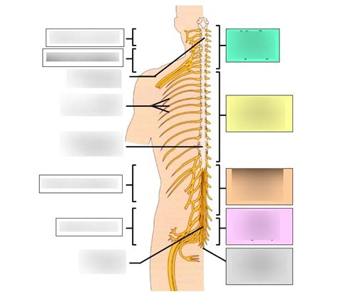 Schéma Distribution des nerfs spinaux et formation des plexus Diagram