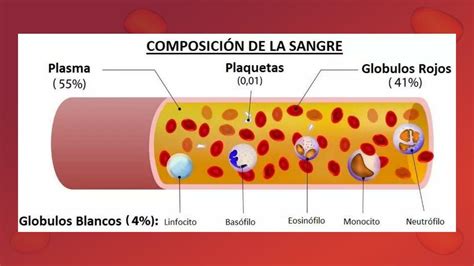 Composición de la Sangre Flor Carbajal Mingol uDocz