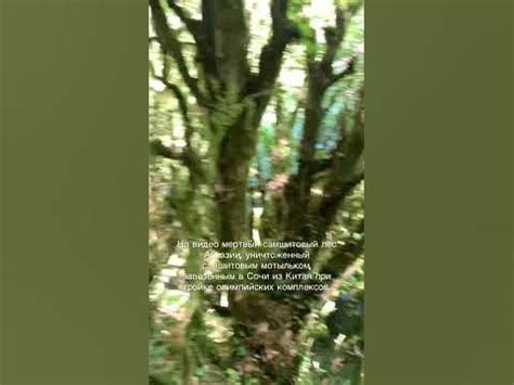 Самшитовый лес 🌳 в Абхазии - YouTube