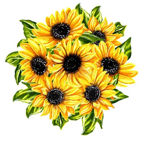 Bouquet Of Sunflower Flowers With Leaves Isolated On White Background