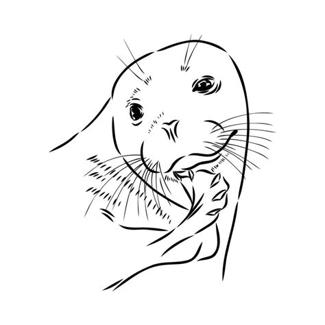 Seal Vector Sketch 36437664 Vector Art At Vecteezy