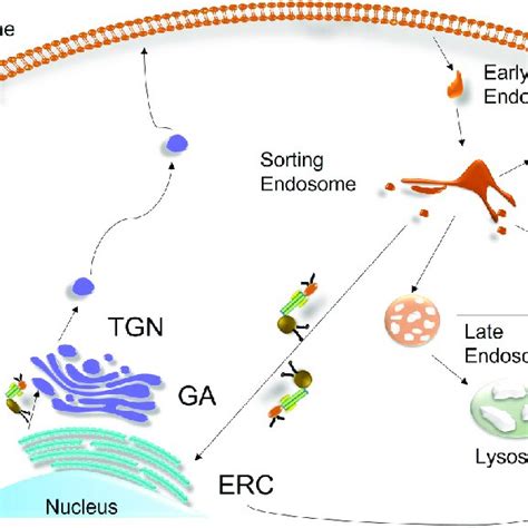 Illustration Of The Endocytic Pathway And The Role Of Rab Fips In