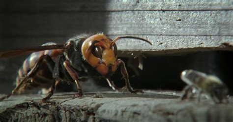 Japanese Honey Bees Kill Giant Hornet Scout With Heat Twistedsifter