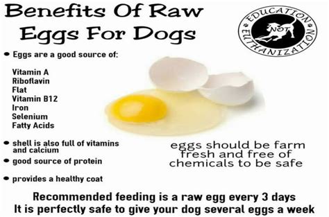 Raw Eggs Benefits To Dogs Healthy Dog Food Recipes Eggs For Dogs