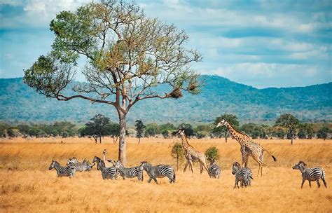 Wonders of the Continent: Exploring Diverse Landscapes in Africa