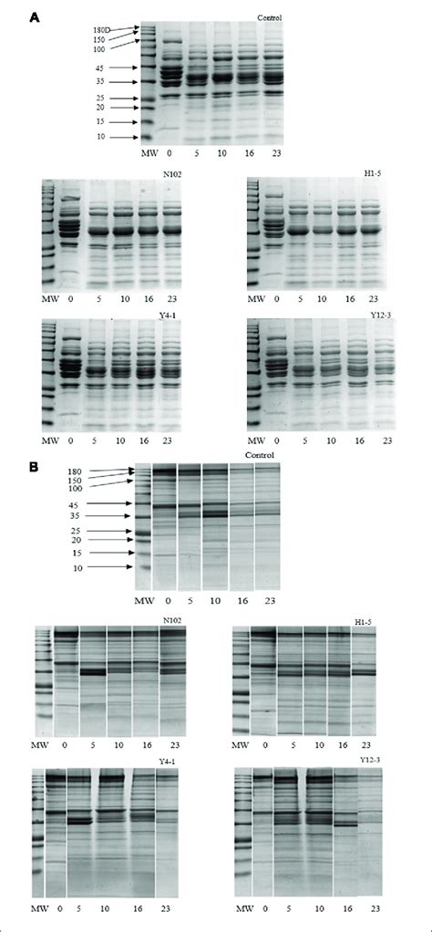 SDS PAGE Analyses Of Sarcoplasmic Proteins A And Myofibrillar