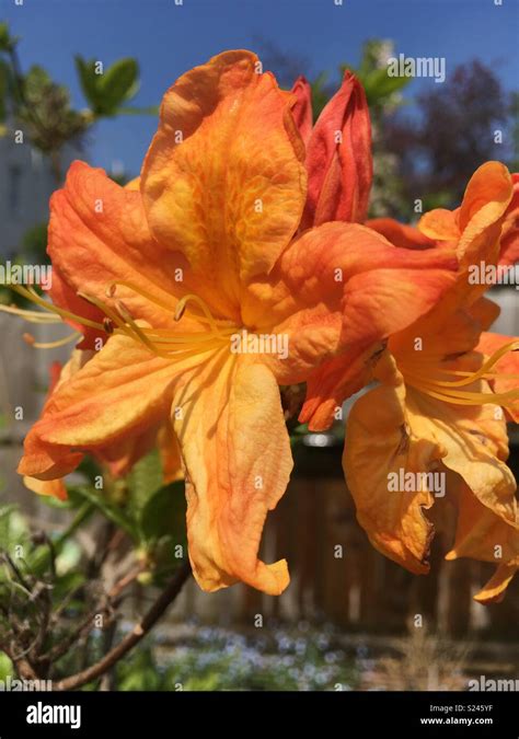 Orange azalea bloom Stock Photo - Alamy