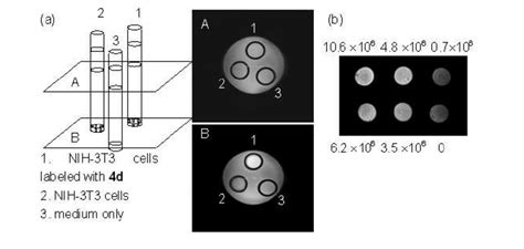 A In Vitro T1 Weighted MR Measurements Of 4d Labeled NIH 3T3 Cells