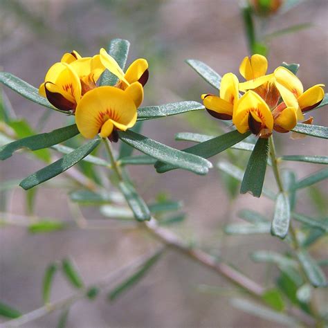 Why Native Plants | Clarence Valley Native Plants