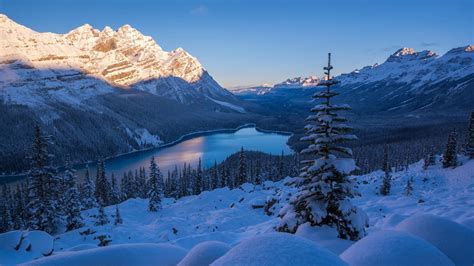 Alberta Sky Mountain National Park Tree Snow Plant Land