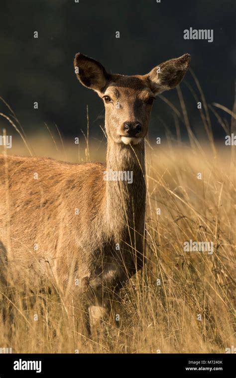 Richmond Red Deer Hi Res Stock Photography And Images Alamy